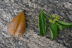 Decalepis hamiltonii